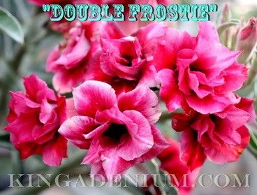 ADENIUM OBESUM DESERT ROSES DOUBLE FLOWER  DOUBLE FROSTIE  20 SEEDS 