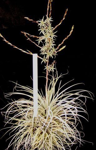 Tillandsia * PROPAGULIFERA 5   8 air plants RARE  