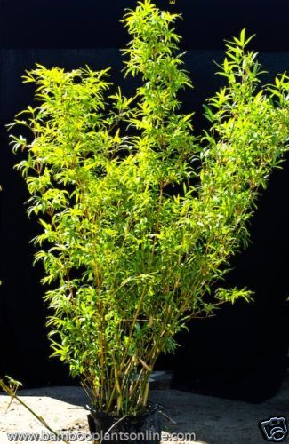 Fernleaf Bamboo Plants  Bambusa Multiplex  